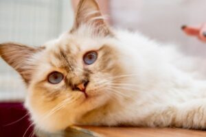 笑えて、泣ける…最高の猫映画は？ 猫の可愛さが堪能できるおすすめ作品5選。猫好きなら一度は観ておきたい珠玉の名作を厳選