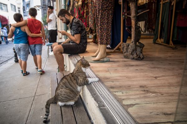 イスタンブールで暮らす猫